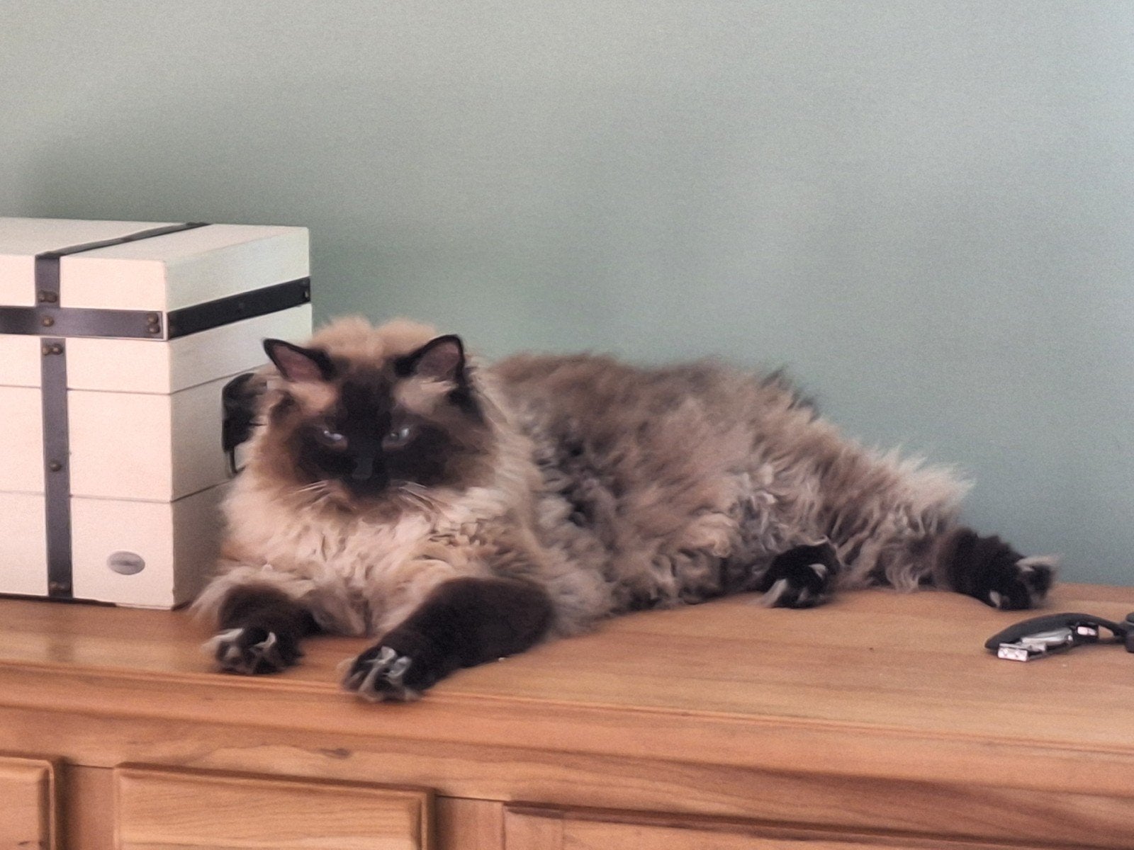 Lieve Ragdoll kater . 3 jaar zoekt een gouden mandje, Dieren en Toebehoren, Kater, Langharig, 3 tot 5 jaar