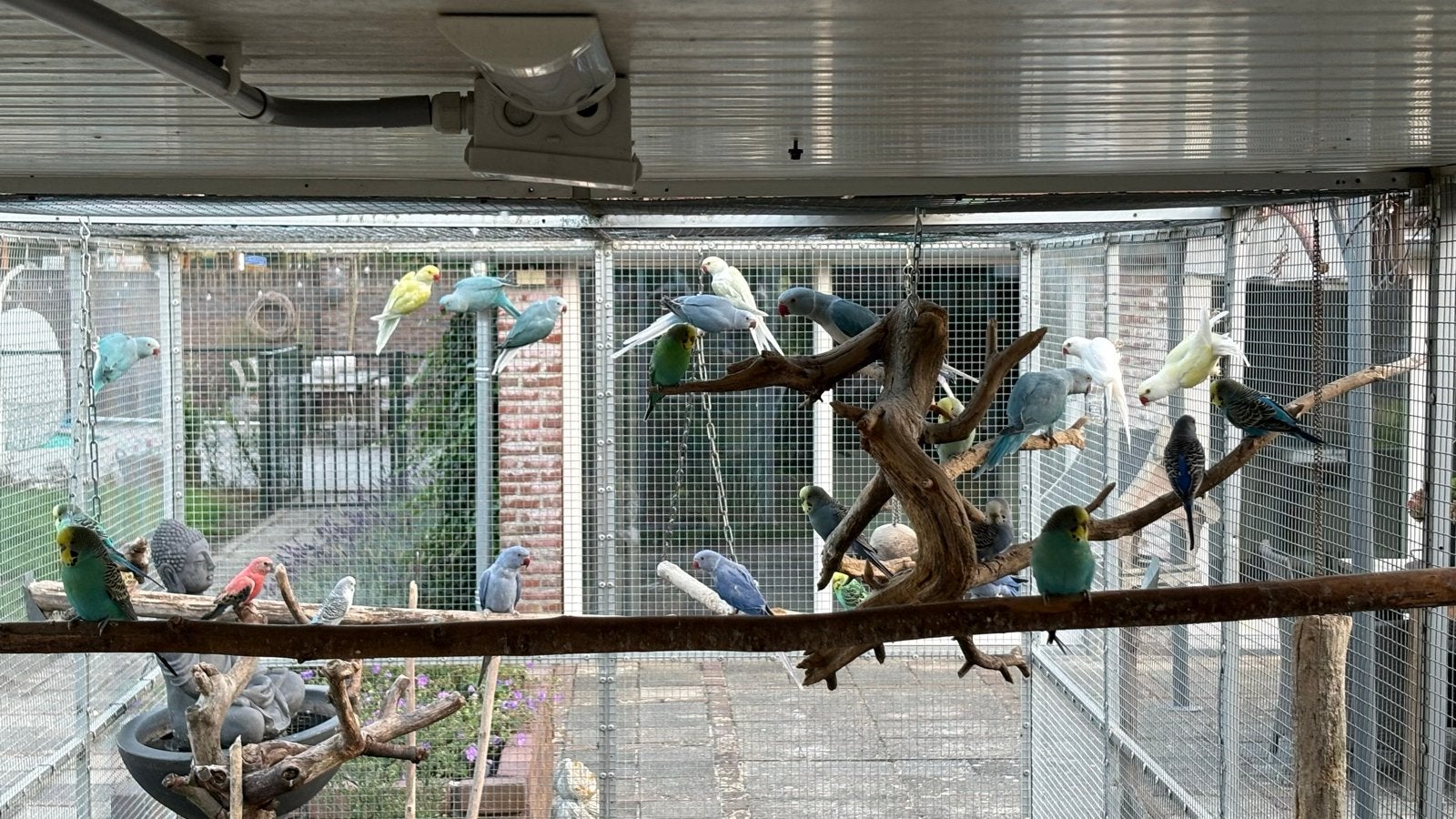 Diverse halsbandparkieten, Dieren en Toebehoren, Meerdere dieren, Parkiet, Geringd