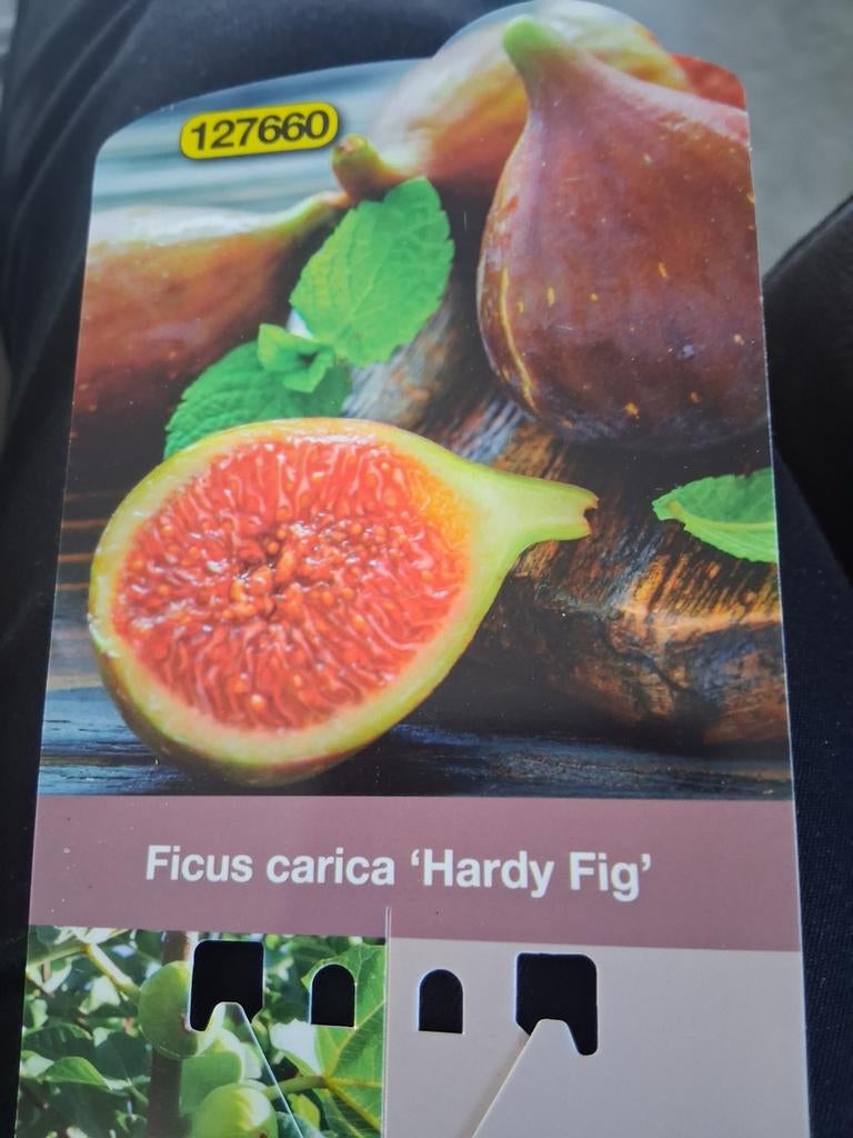 Winterharde Vijgenplant Ficus Carica, Tuin en Terras, Ophalen, Volle zon, Vaste plant, Zomer