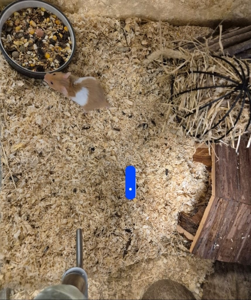 Mesocricetus auratus Goud Hamster, Dieren en Toebehoren, Augustus, Meerdere dieren, Hamster