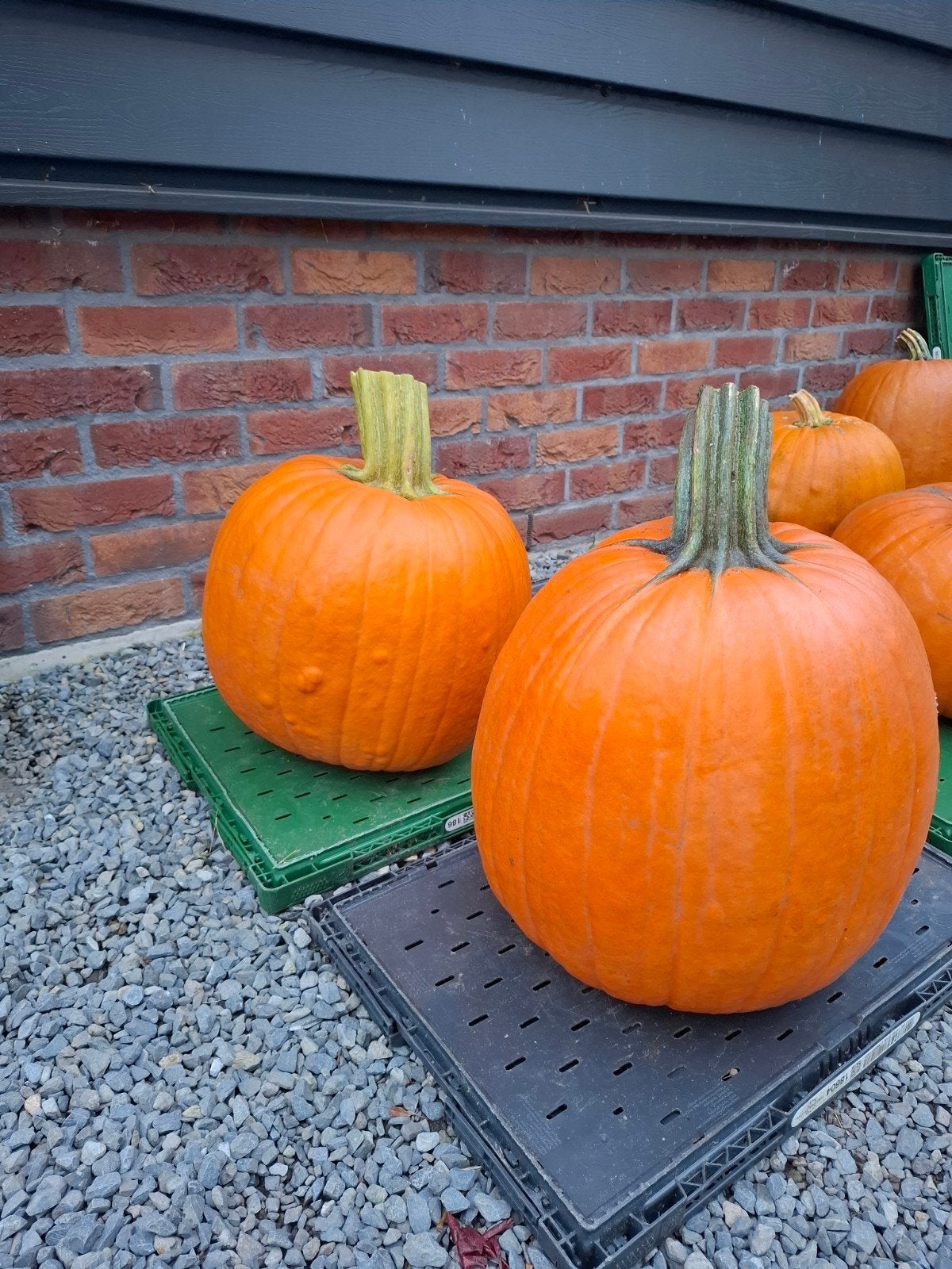 Grote Phat Jack Pompoenen voor Decoratie of Halloween, Tuin en Terras, Ophalen, Overige soorten, Volle zon