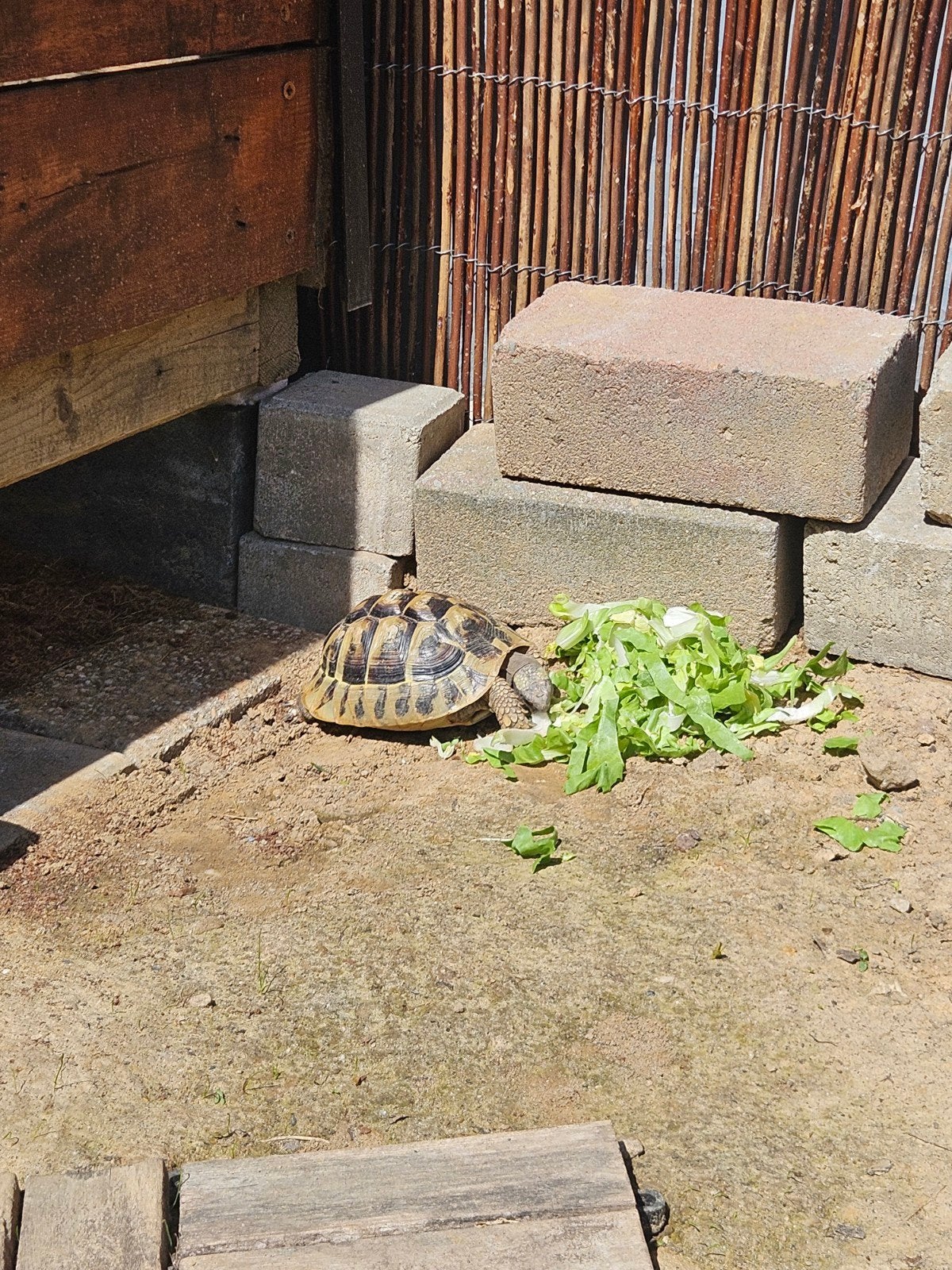 Griekse landschildpad man, Dieren en Toebehoren, Reptielen en Amfibieën, Schildpad, 3 tot 6 jaar