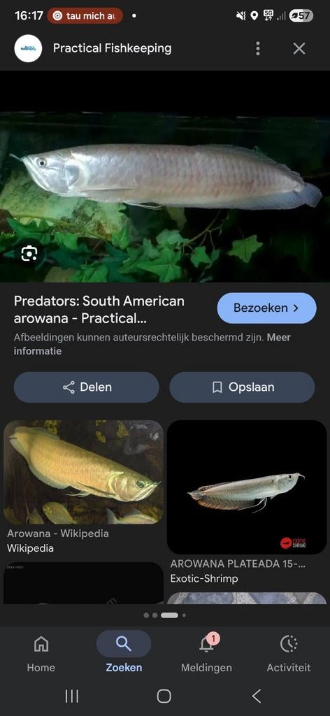 Arowana gezocht!, Dieren en Toebehoren, Vissen | Aquariumvissen, Vis