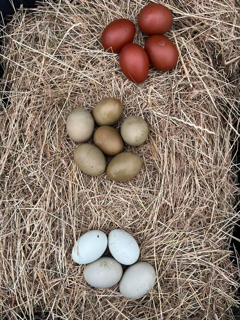 Broedeieren kleurleggers / olijfleggers / blauwleggers, Dieren en Toebehoren, Pluimvee, Geslacht onbekend, Kip