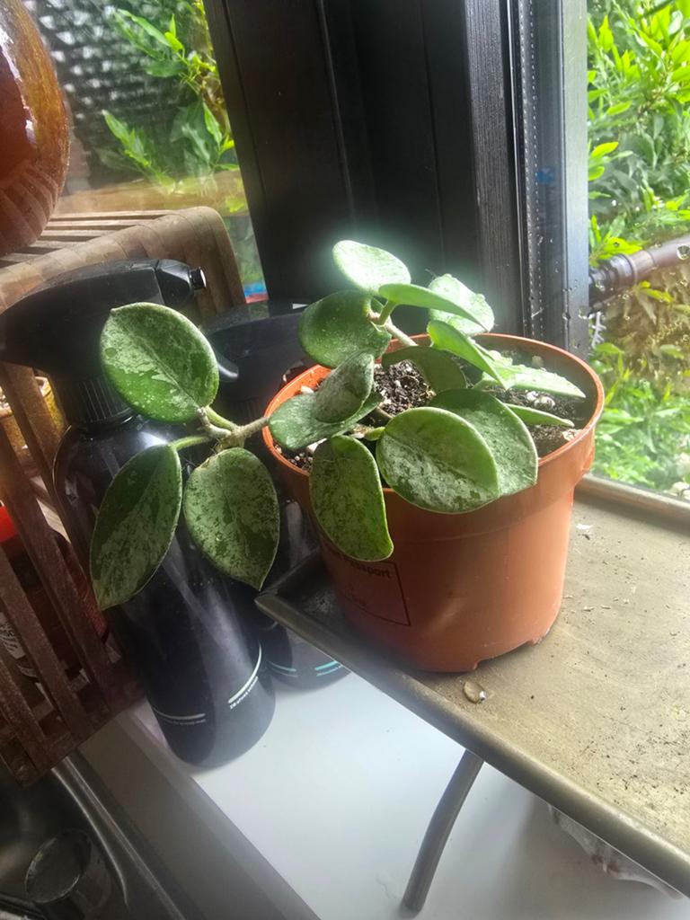 Hoya Mathilde Splash kamerplant, Huis en Inrichting, Kamerplanten, Ophalen, Halfschaduw, Minder dan 100 cm