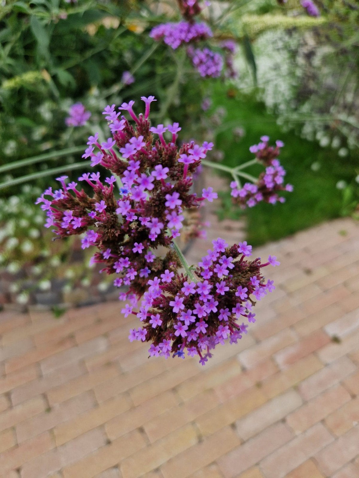 Verbena Bonariensis Zaden - Per theelepel of combideal, Ophalen of Verzenden, Voorjaar, Volle zon, Zaad