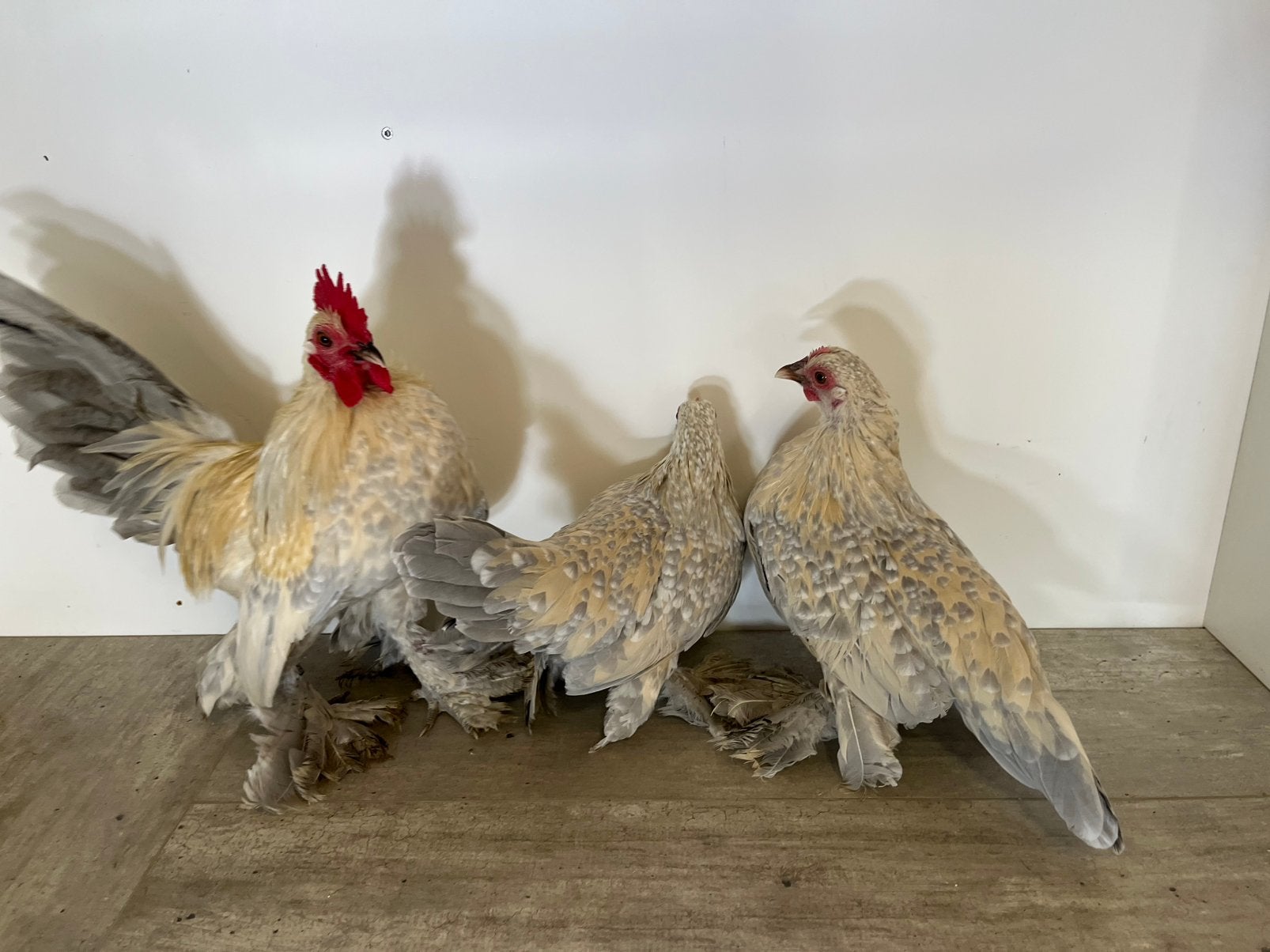 Sabelpoot kriel trio, Dieren en Toebehoren, Pluimvee, Meerdere dieren, Kip