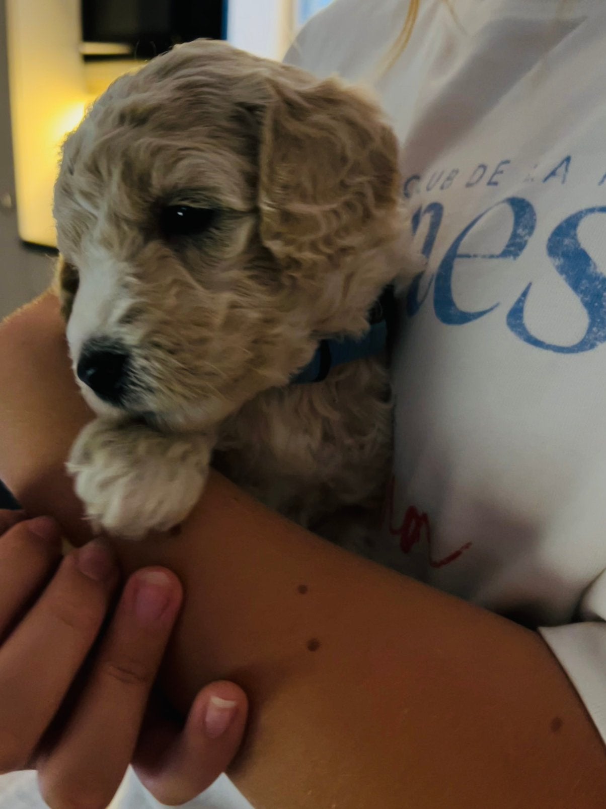 Mooi vrolijk/gezond nestje blonde Labradoodle pups., Dieren en Toebehoren, Honden | Retrievers, Spaniëls en Waterhonden, Parvo