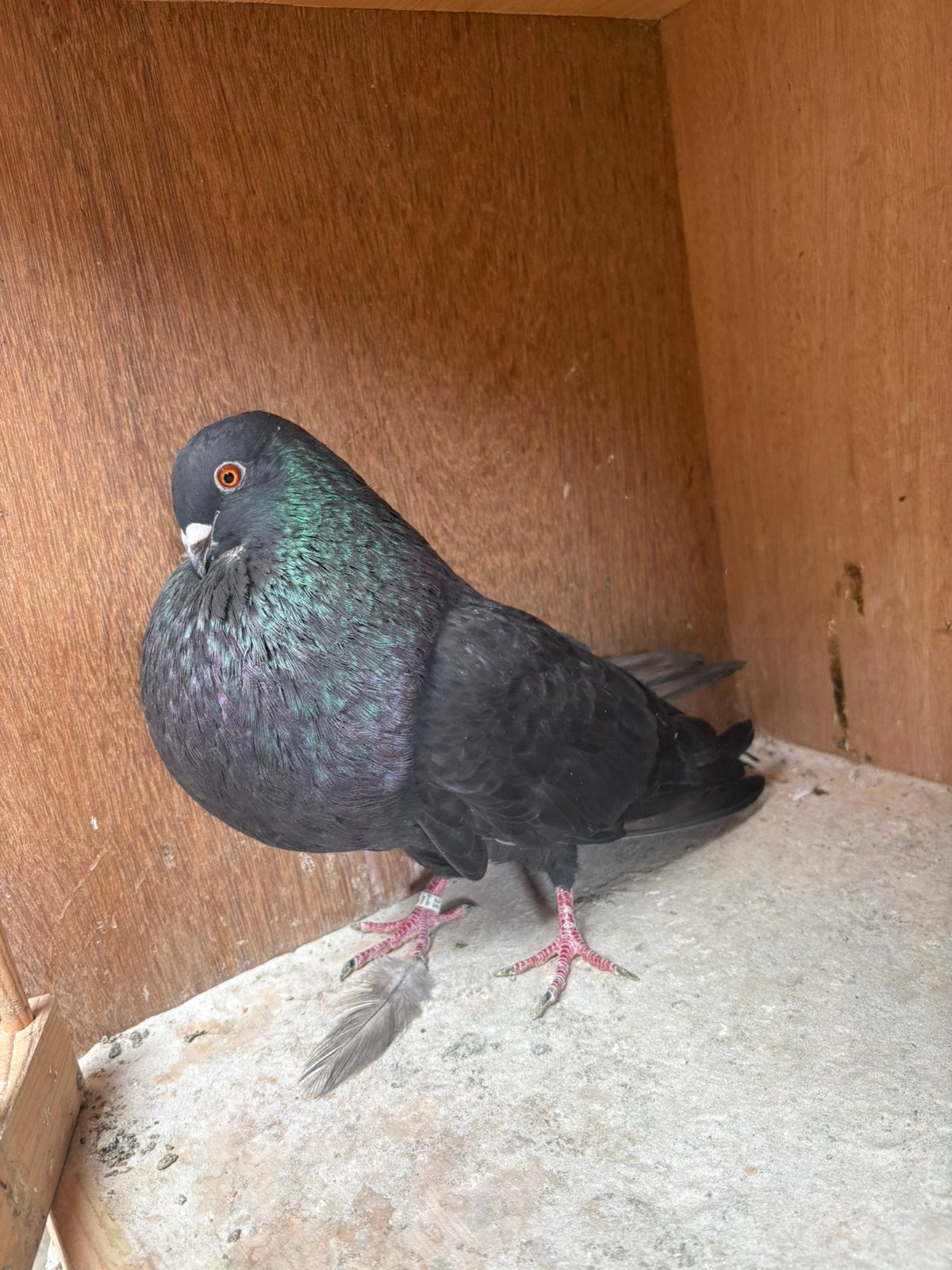 Gaditano duivin, Dieren en Toebehoren, Vogels | Duiven, Vrouwelijk, Kropper