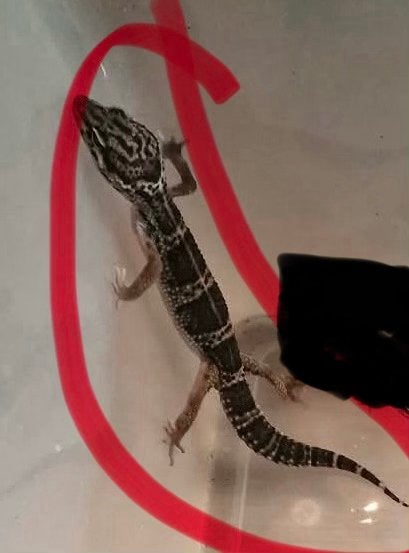 Div. Jonge Luipaard gekko’s  / leopard gecko Leopard Gecko photo 4