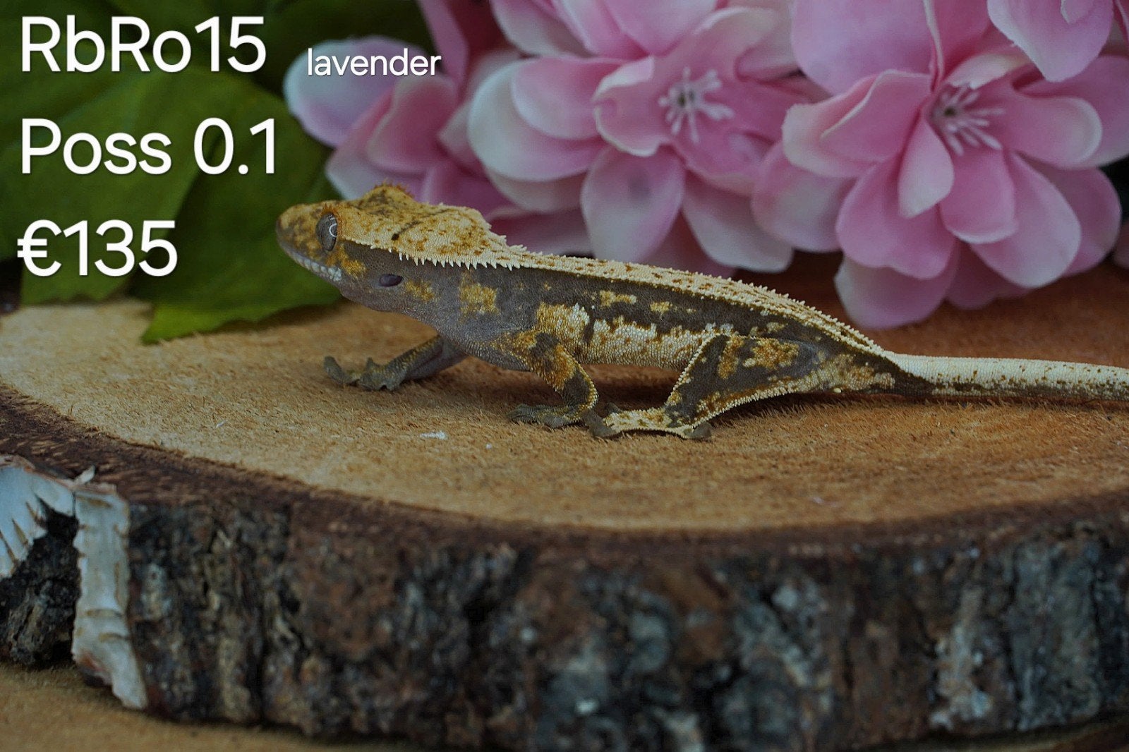 Wimpergekko C.Ciliatus Crested Gecko - unknown for sale from Colourful Exotics
