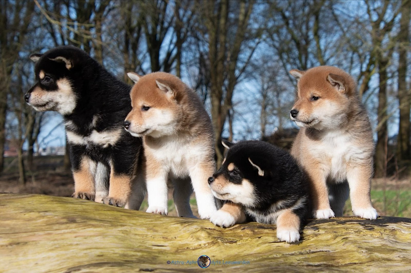 Shiba inu pups, Nederland, Overige rassen, 8 tot 15 weken, Meerdere