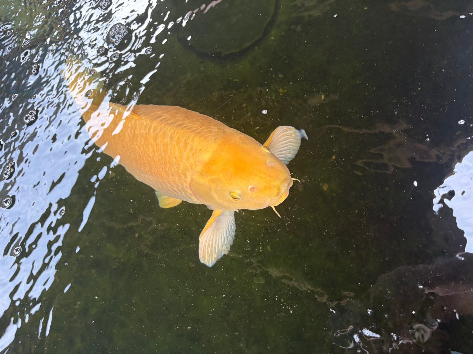 6 Koi’s te koop, Karper of Koi