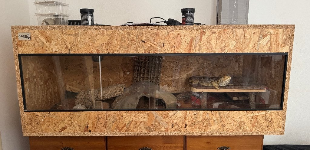 Baardagaam volwassen man inclusief terrarium, Hagedis, Met terrarium, 3 tot 6 jaar