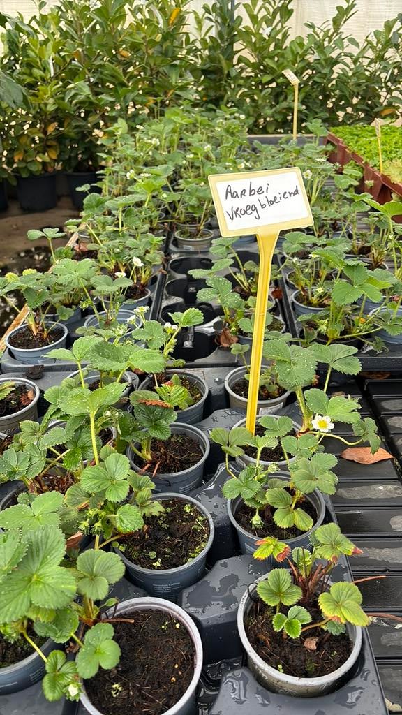 Aardbei plantjes, Ophalen, Eenjarig, Groenteplanten, Volle zon