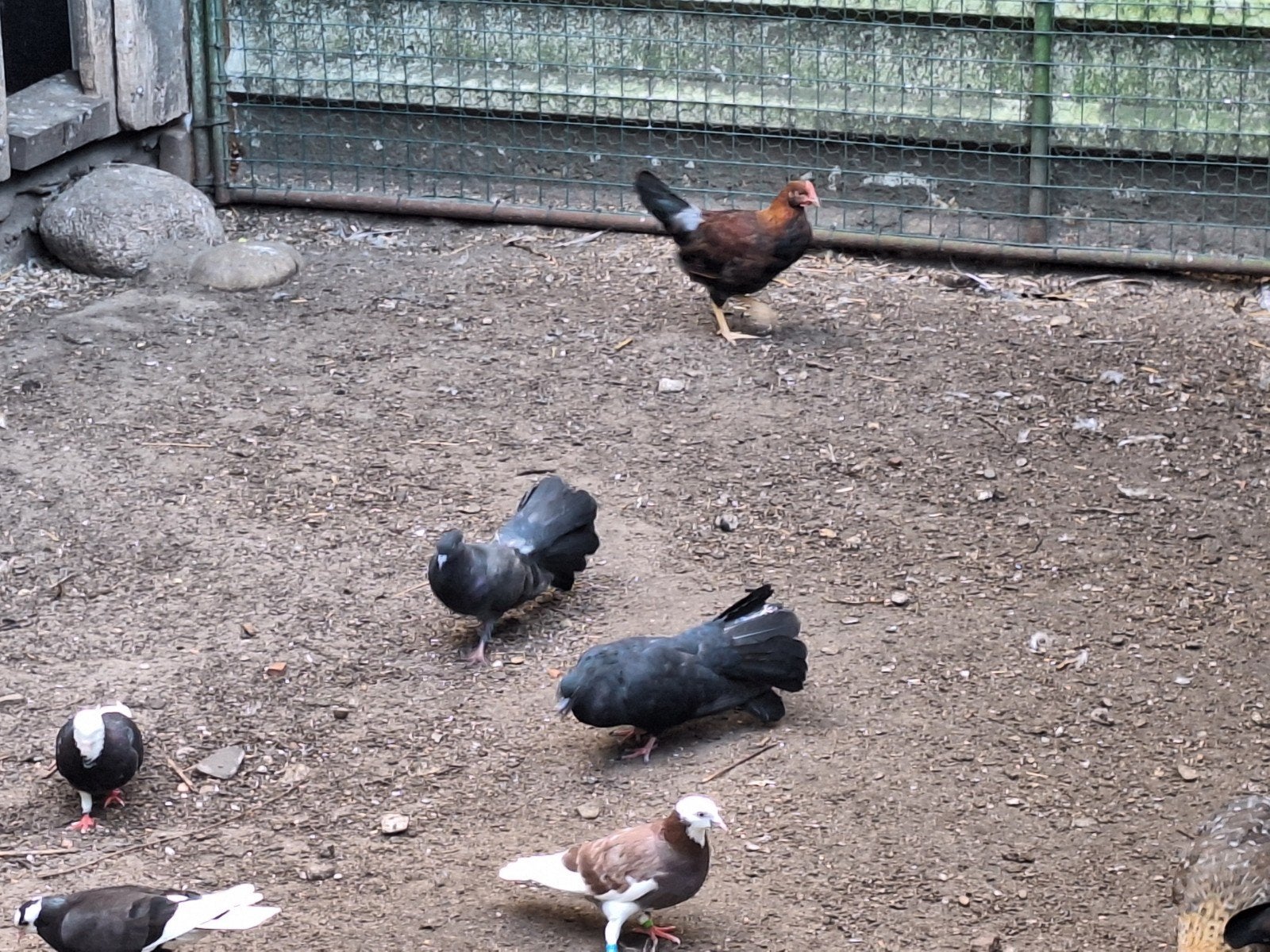 pauwstaart duiven, Dieren en Toebehoren, Vogels | Duiven, Meerdere dieren, Postduif