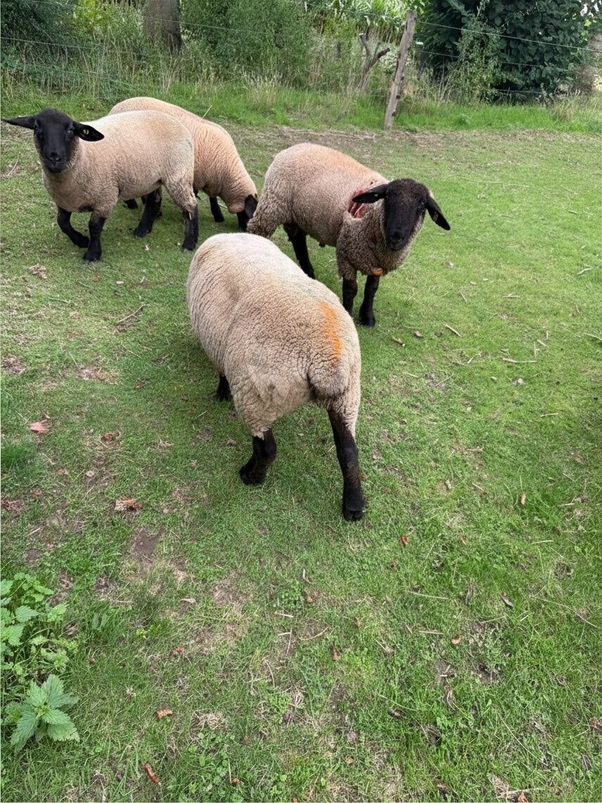 Suffolk ram, Dieren en Toebehoren, Mannelijk, Schaap, 0 tot 2 jaar