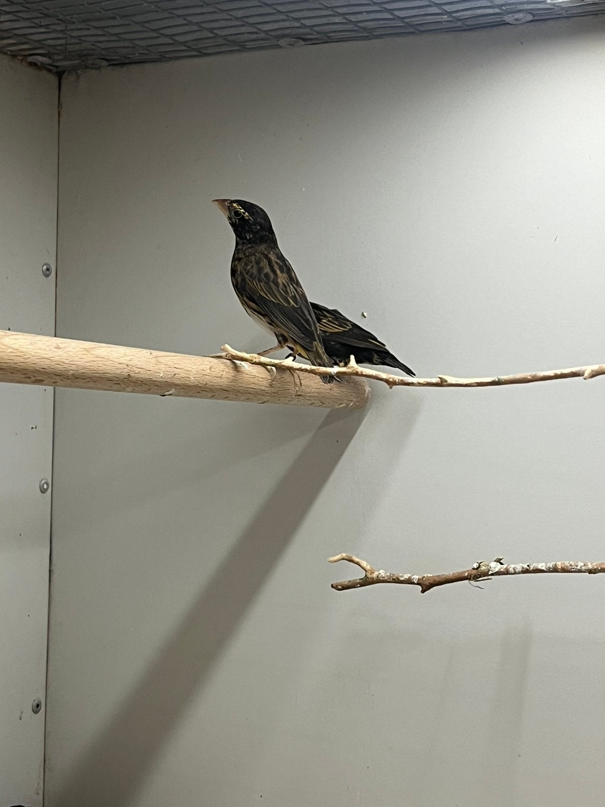 Zwart bruine Wever 4x, Dieren en Toebehoren, Meerdere dieren, Tropenvogel, Geringd