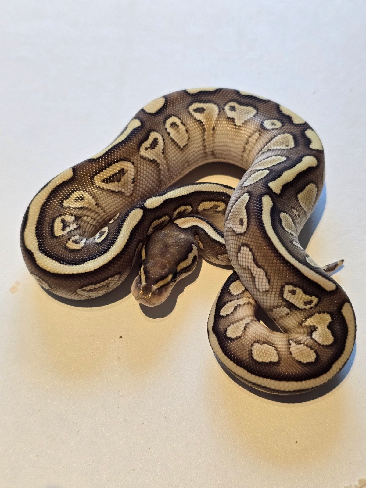 0.1 asphalt/gravel butter 66% clown ball python, Slang, 0 tot 2 jaar