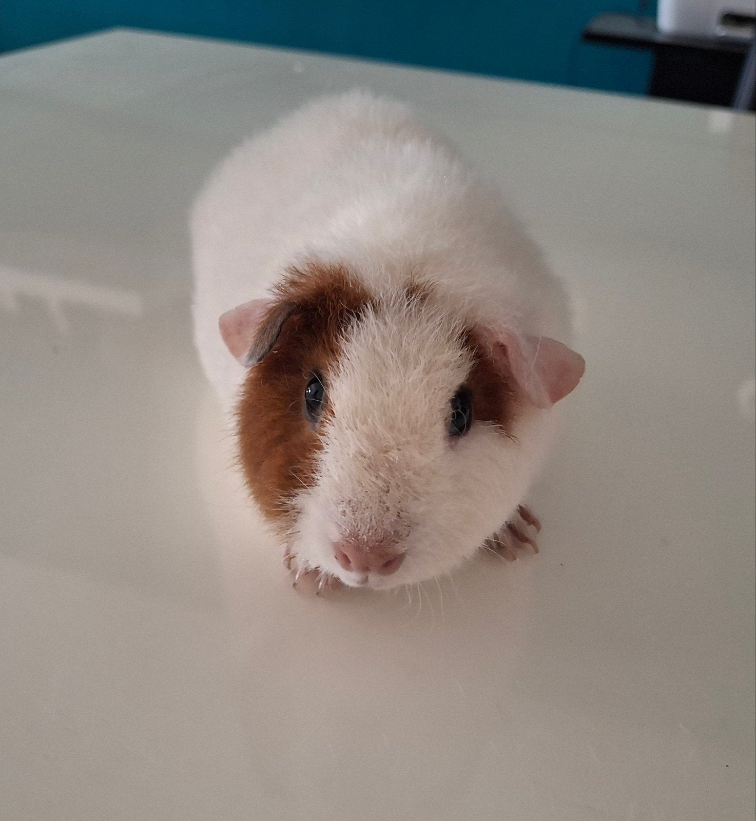 US  Teddy zeugje, Dieren en Toebehoren, Cavia, Vrouwelijk, Mei, Tam