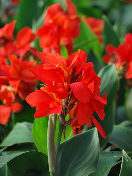 2 Levendige Rode Canna’s - Tropische Schoonheid voor uw Tuin, Overige soorten, Volle zon, Vaste plant, Ophalen of Verzenden