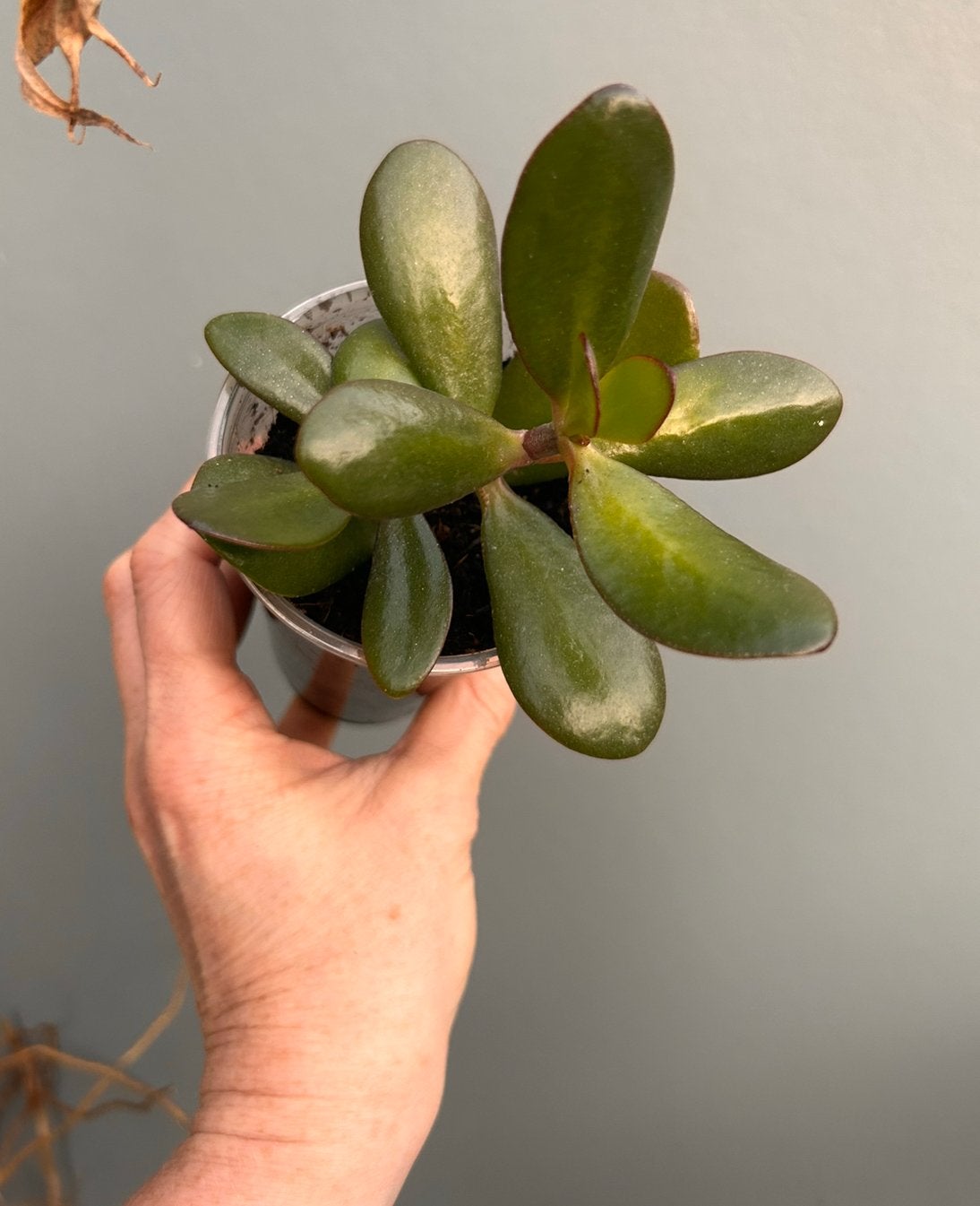 Crassula ovata plantje, vetplant, Huis en Inrichting, Kamerplanten, Ophalen of Verzenden, Halfschaduw, Minder dan 100 cm