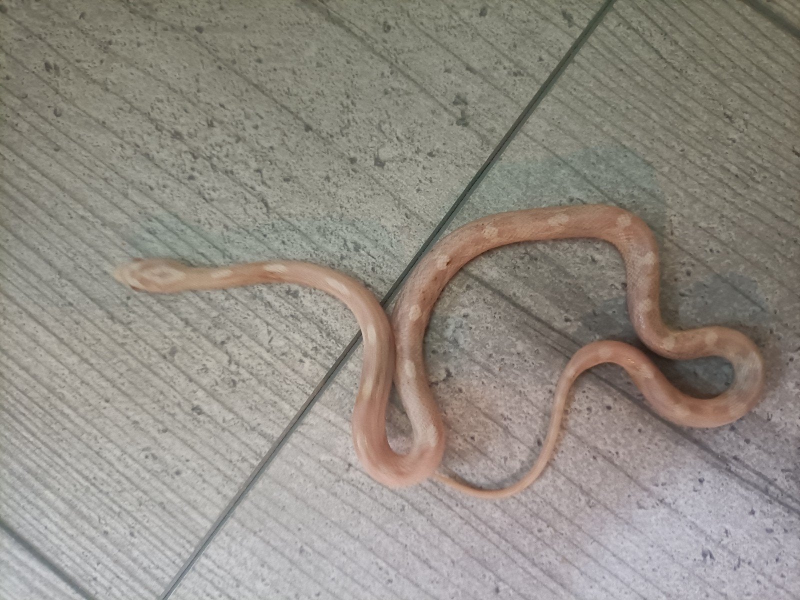 jonge rattenslangen Rat Snake photo 4