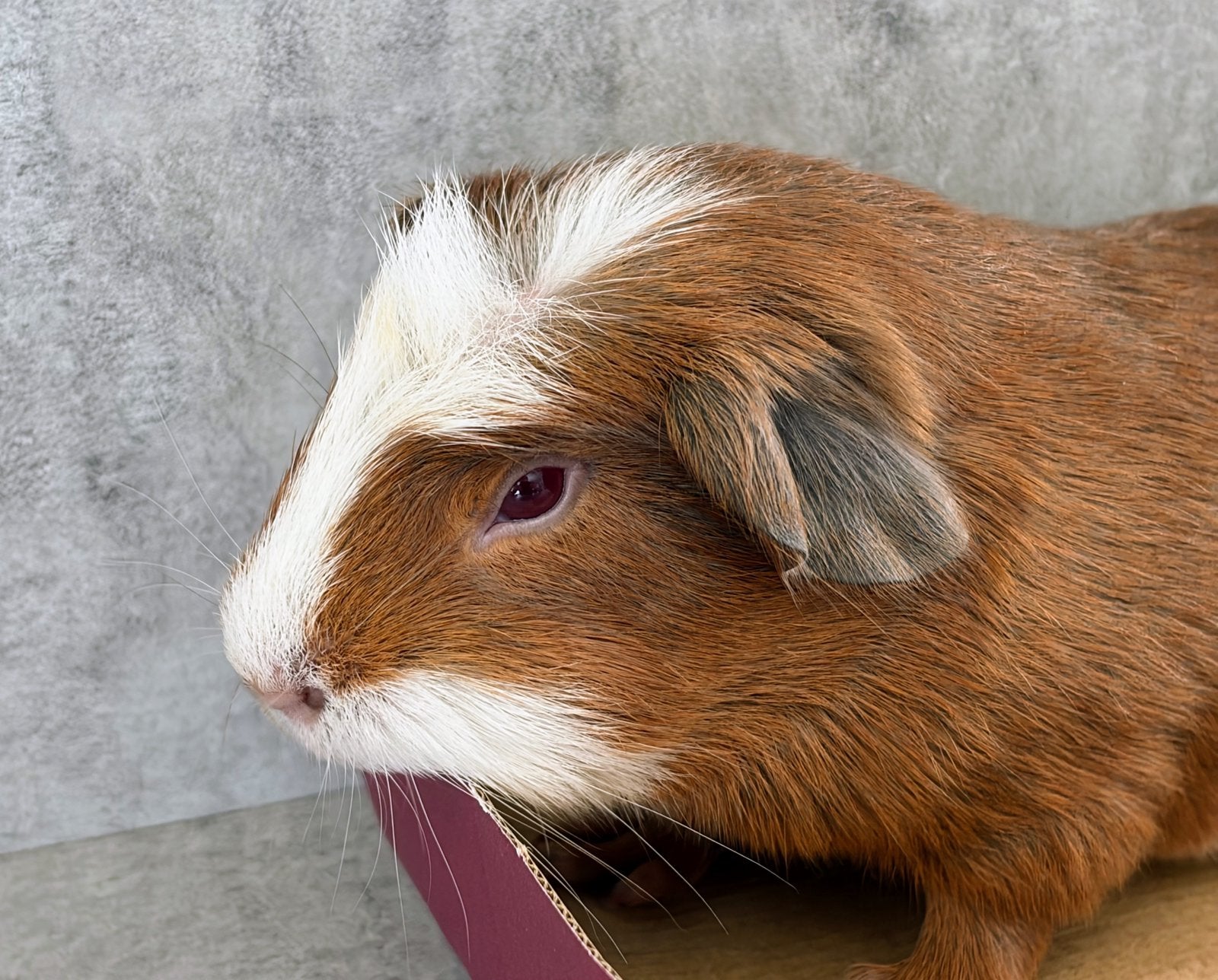1 CUY CAVIA BEER, Dieren en Toebehoren, Knaagdieren, Cavia, Mannelijk, Mei, Tam