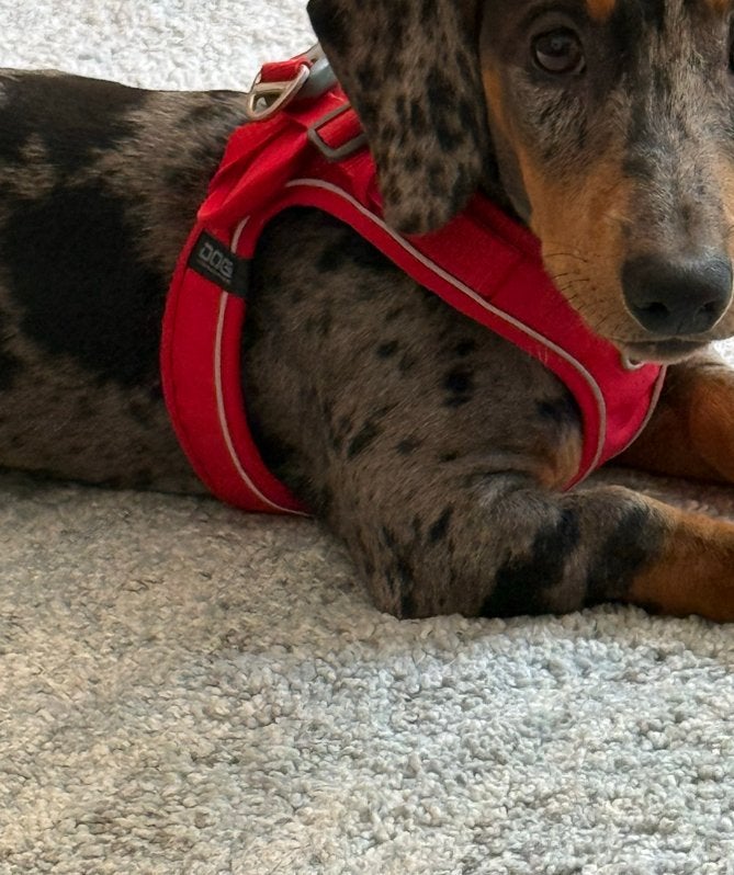 DOG Copenhagen XXS instap tuigje, Dieren en Toebehoren, Ophalen of Verzenden, Gebruikt