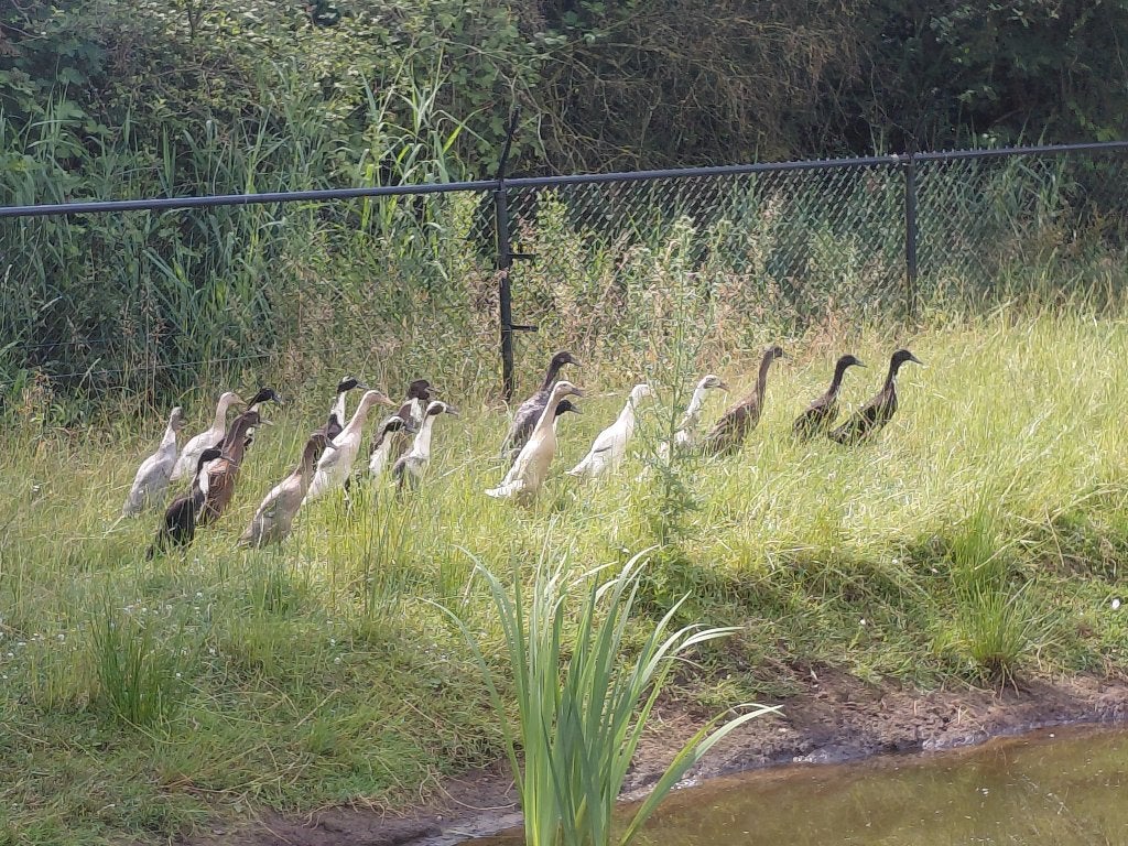 Indische loopeenden - raszuiver, Dieren en Toebehoren, Pluimvee, Meerdere dieren, Eend