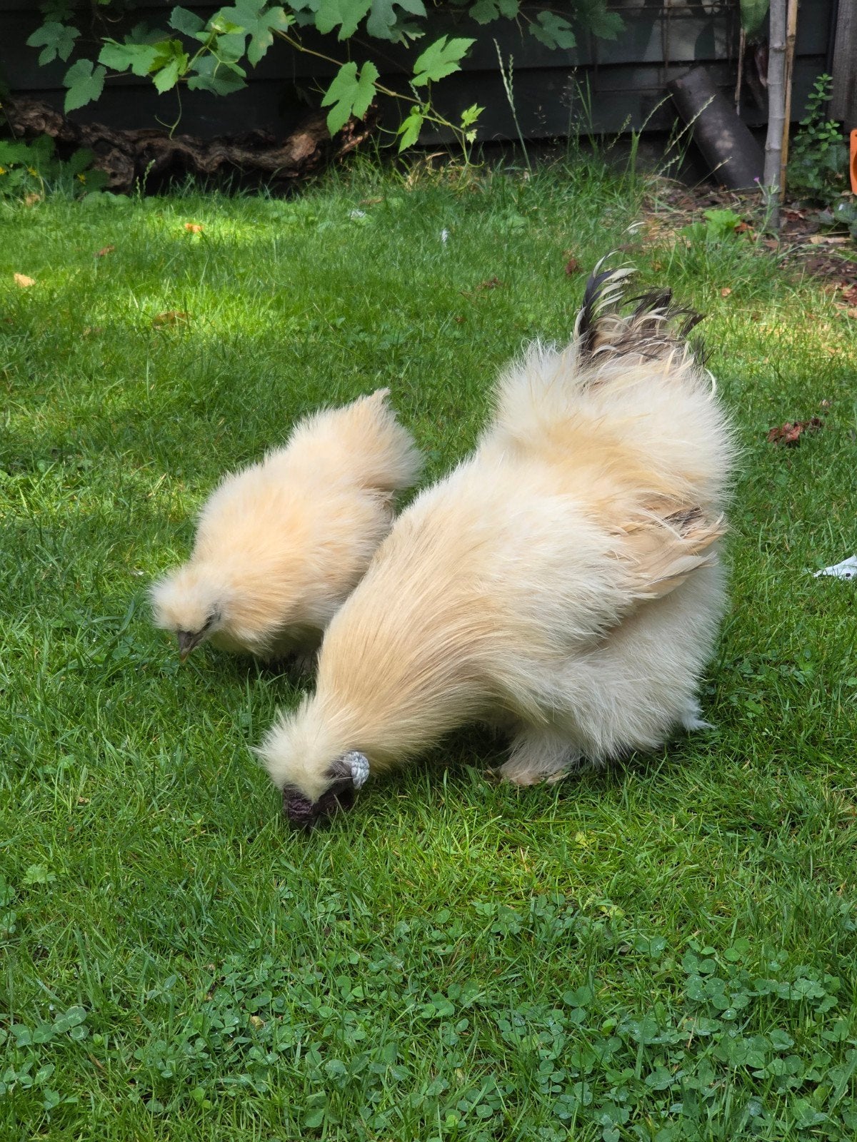 Zijdehoender kriel haan + hen (citroen), Dieren en Toebehoren, Pluimvee, Meerdere dieren, Kip