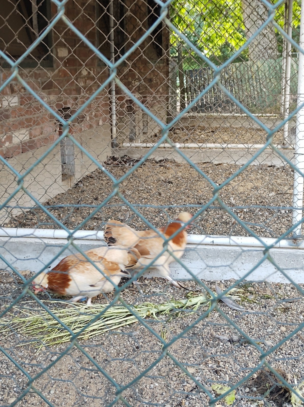 2 sulmtaler kriel, Vrouwelijk, Kip