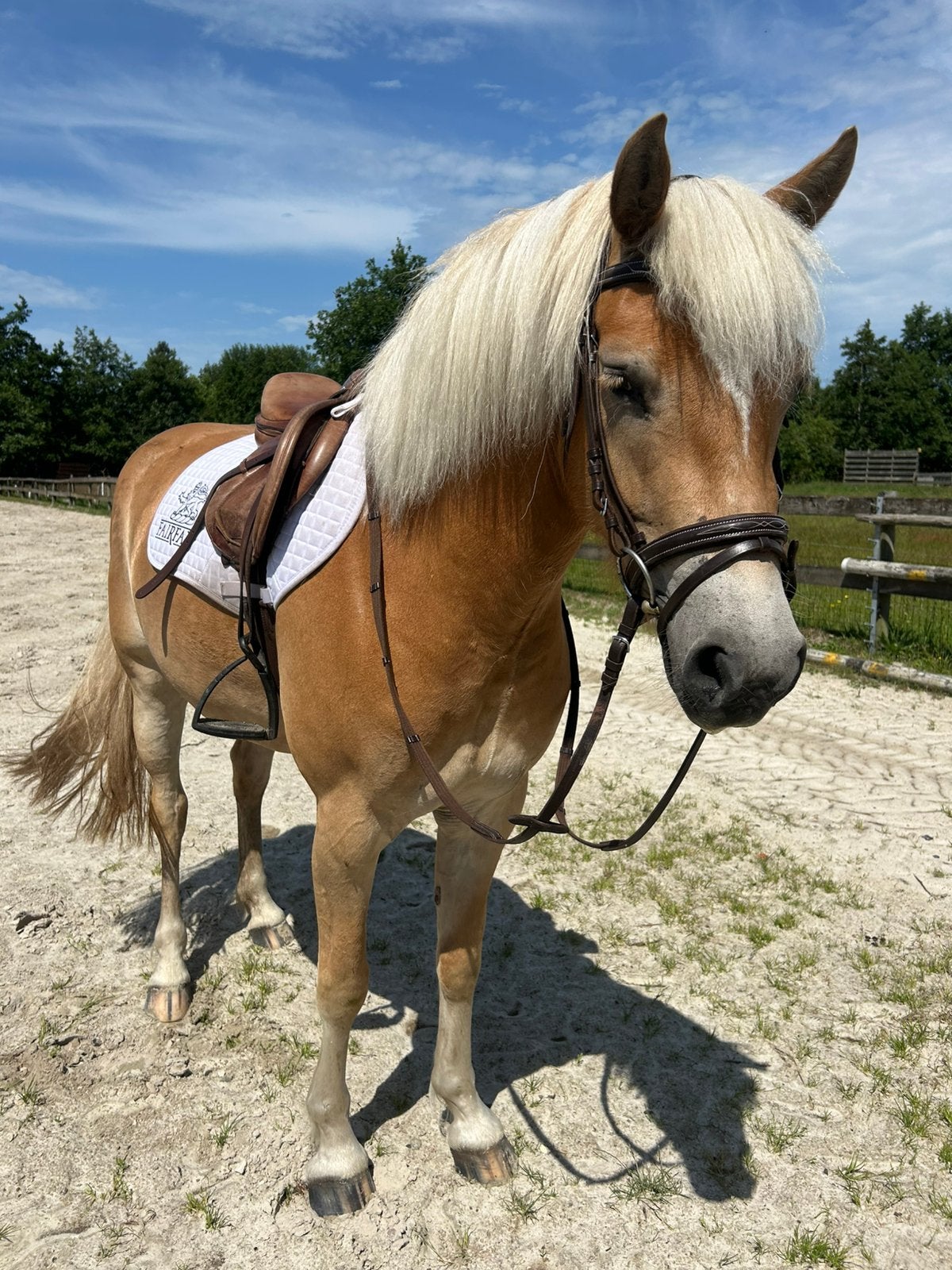 prachtige lieve haflinger merrie te koop, Met stamboom, B, 3 tot 6 jaar, Recreatiepony