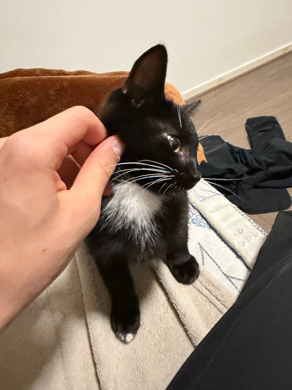 Twee mooie katjes allebei zijn meisjes  twee maanden, Dieren en Toebehoren