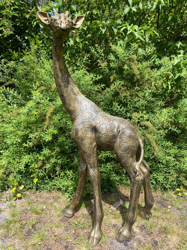 Giraf giraffe goud beeld tuin dier dierentuin, Ophalen, Nieuw, Kunststof, Dierenbeeld