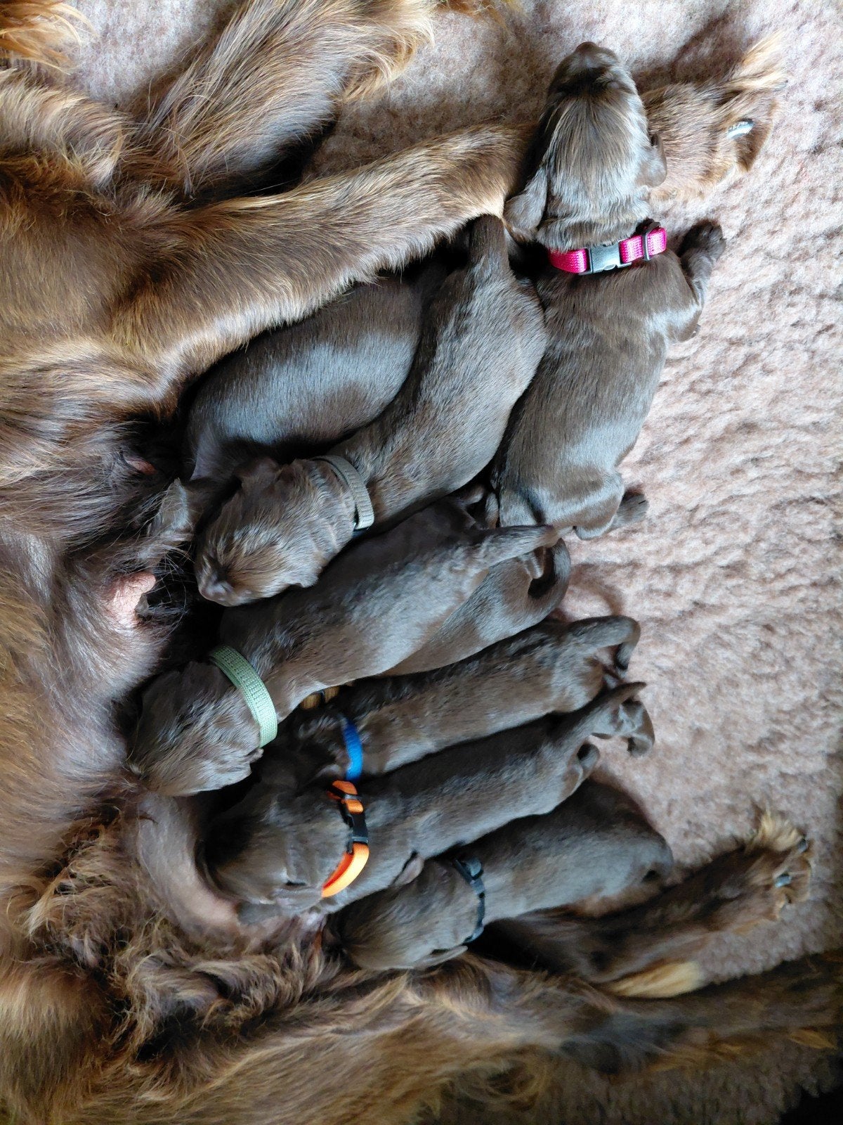 Jachthonden: Duitse staande langhaar pups, Duitse Staande hond, Parvo, Reu, 8 tot 15 weken