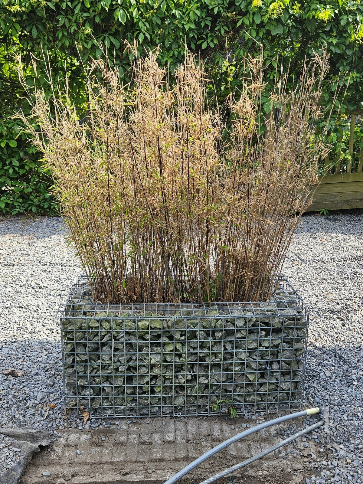 Gabion plantenbak met bamboe - Tuin/Balkon, Ophalen, Gebruikt, Balkon, Metaal