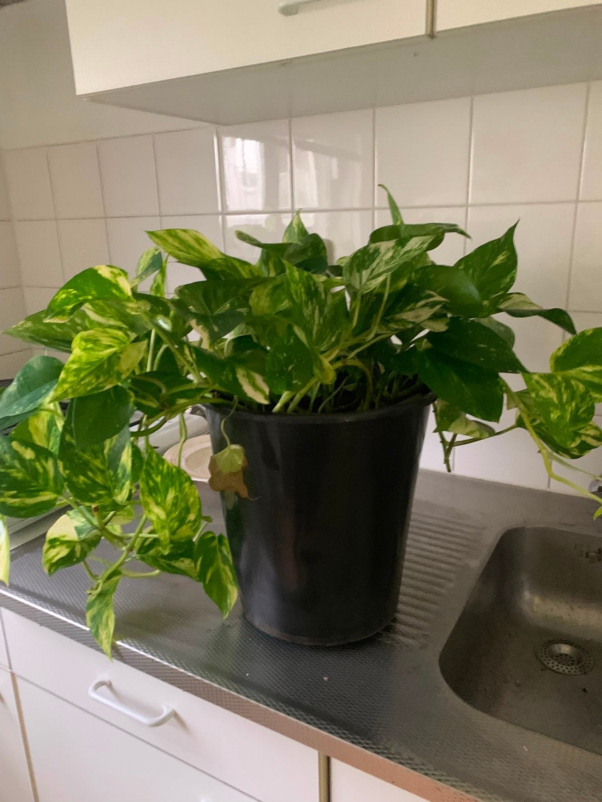 Grote en gezonde Scindapsus Aureus (Epipremnum Aureum), Huis en Inrichting, Kamerplanten, Overige soorten, In pot, Minder dan 100 cm