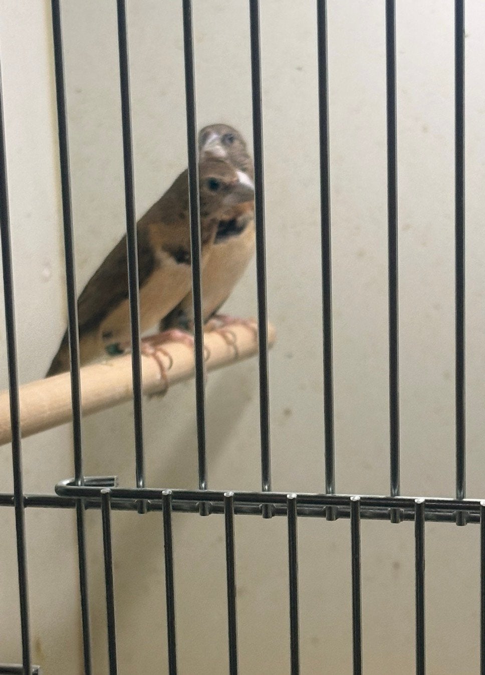 Bruinborst rietvinken, Meerdere dieren, Geringd