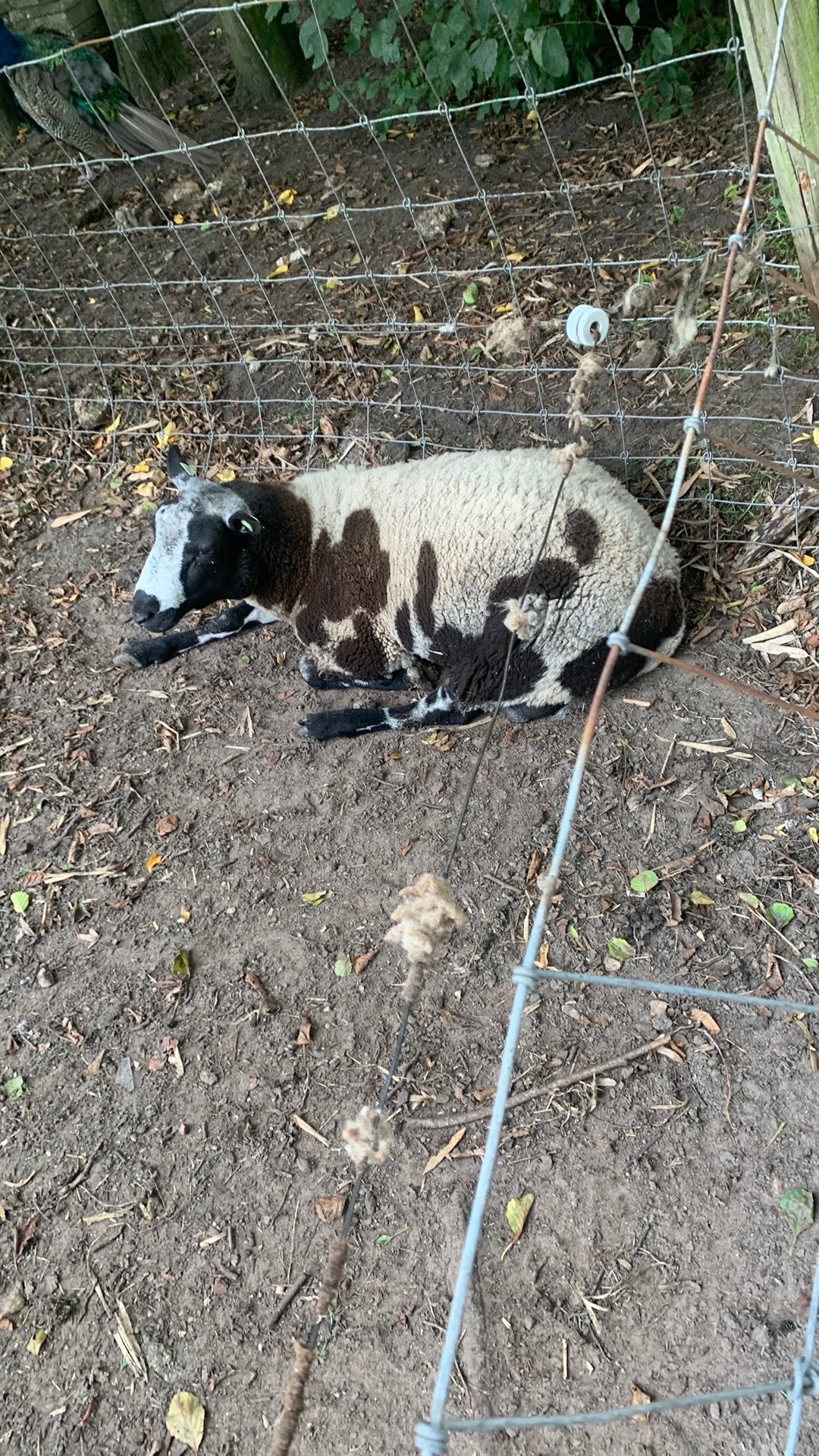 Bonte stamboek ram, Mannelijk, Schaap