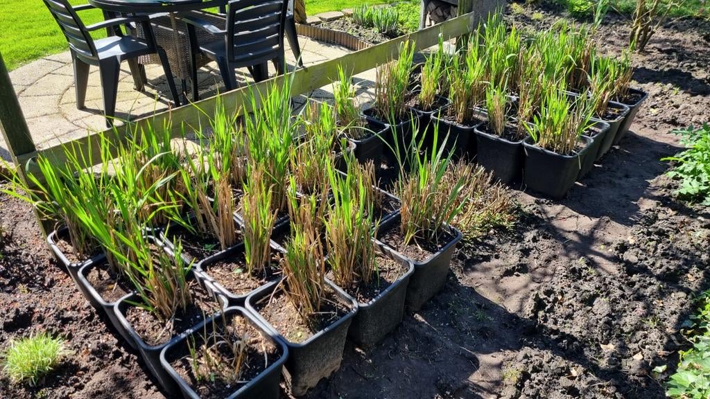 Tijgergras, Tuin en Terras, Ophalen, Overige soorten, Volle zon
