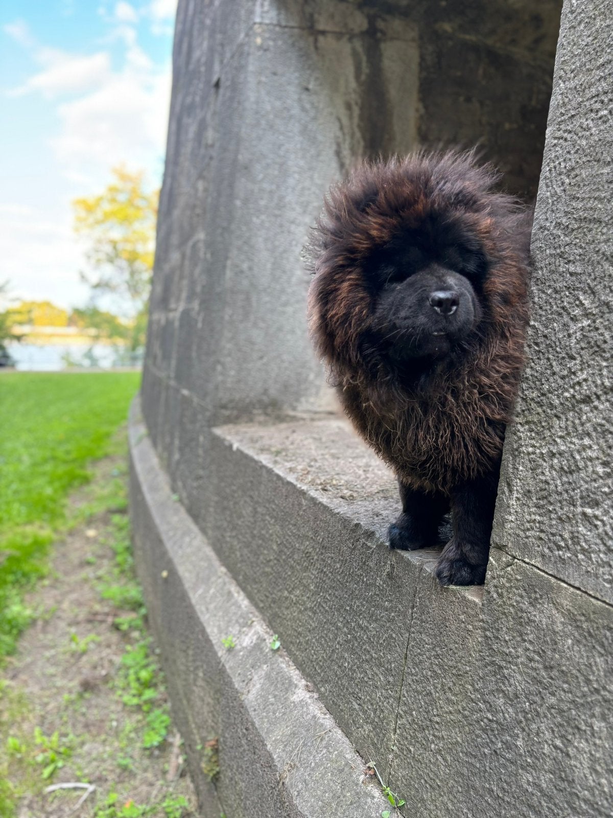 huisje gezocht voor hele lieve chow chow dame, 1 tot 2 jaar, Teef, Poolhond, Parvo