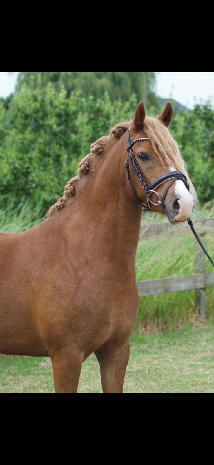 Bloedmooie 3,5 jarige D pony v.lutmars jagger !!!!, Dieren en Toebehoren, Pony's, Merrie, Dressuurpony, 3 tot 6 jaar, D pony (1.37m tot 1.48m)