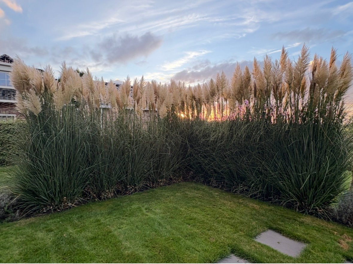 10 grote  pollen pampasgras, Ophalen, Zo goed als nieuw, 20 m² of meer