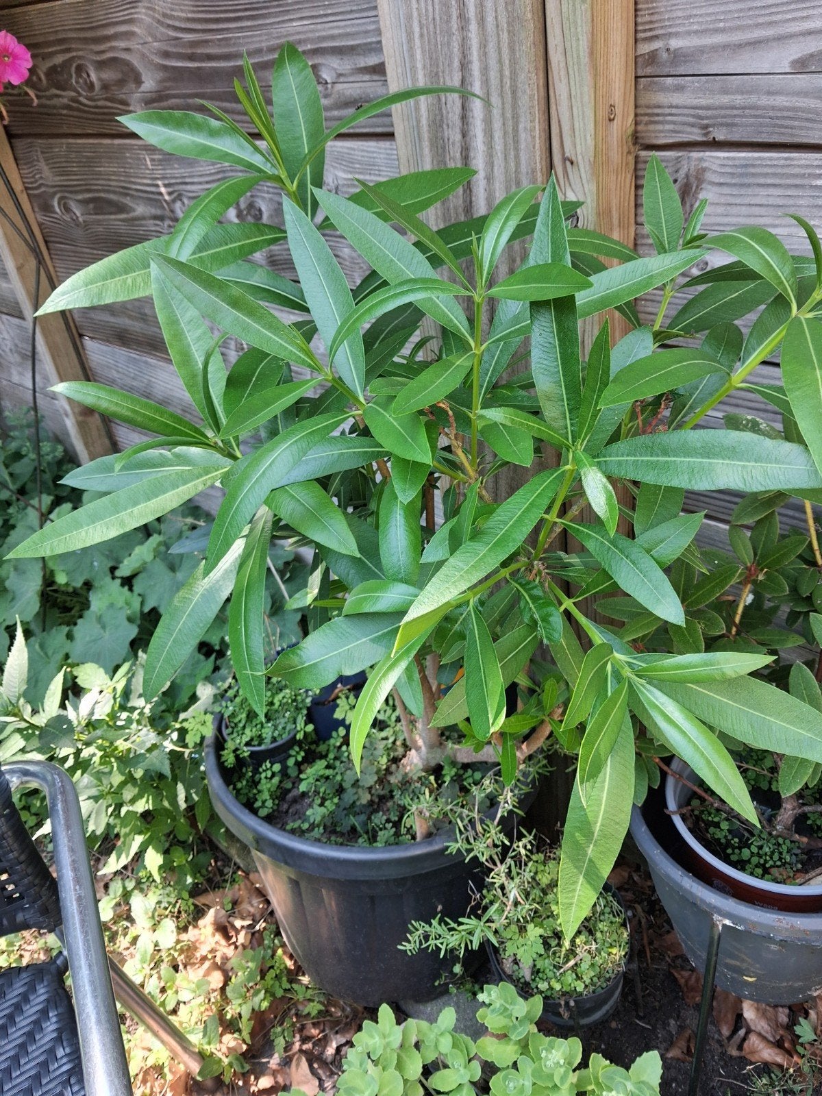 oleander, Ophalen, Overige soorten, Volle zon