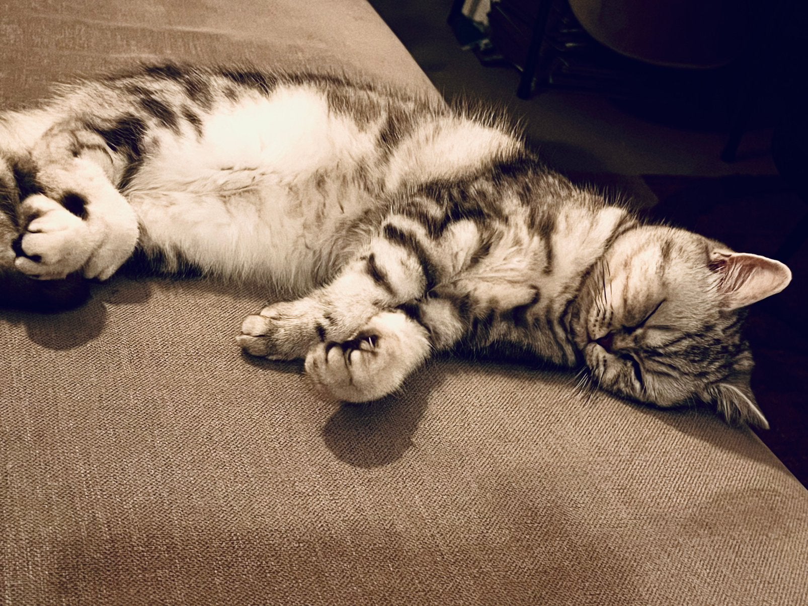 Zora, britse korthaar, Poes, Gechipt, 0 tot 2 jaar