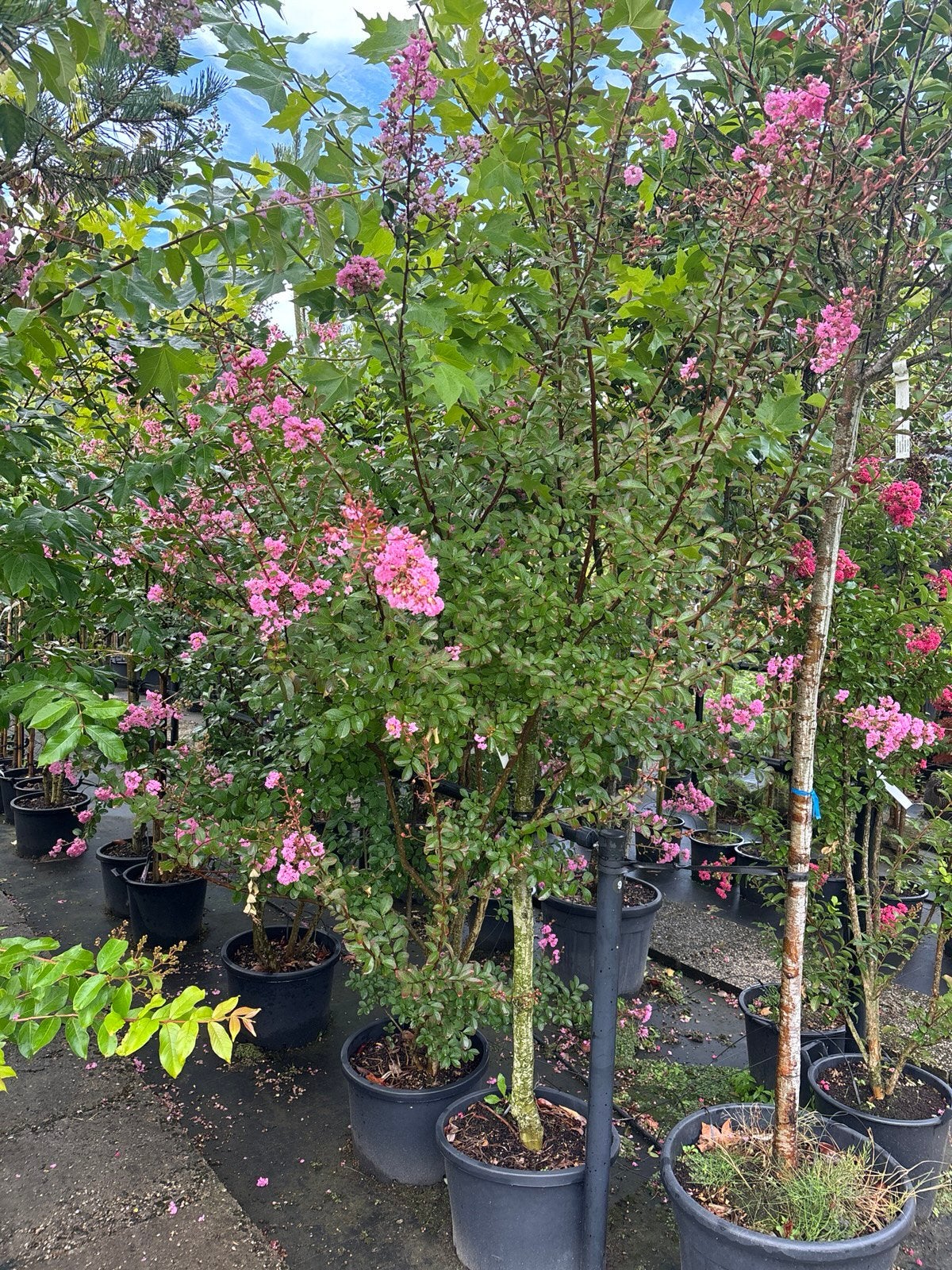 Lagerstroemia meerstammig en enkelstam en hoogstam vanaf€80, Tuin en Terras, Planten | Bomen, Ophalen, Zomer, In pot, Volle zon