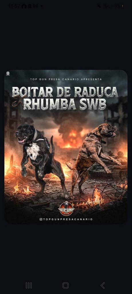 Top Gun Presa Canario heeft niuewe pups!, Dieren en Toebehoren, Honden | Bulldogs, Pinschers en Molossers, Particulier, Overige rassen