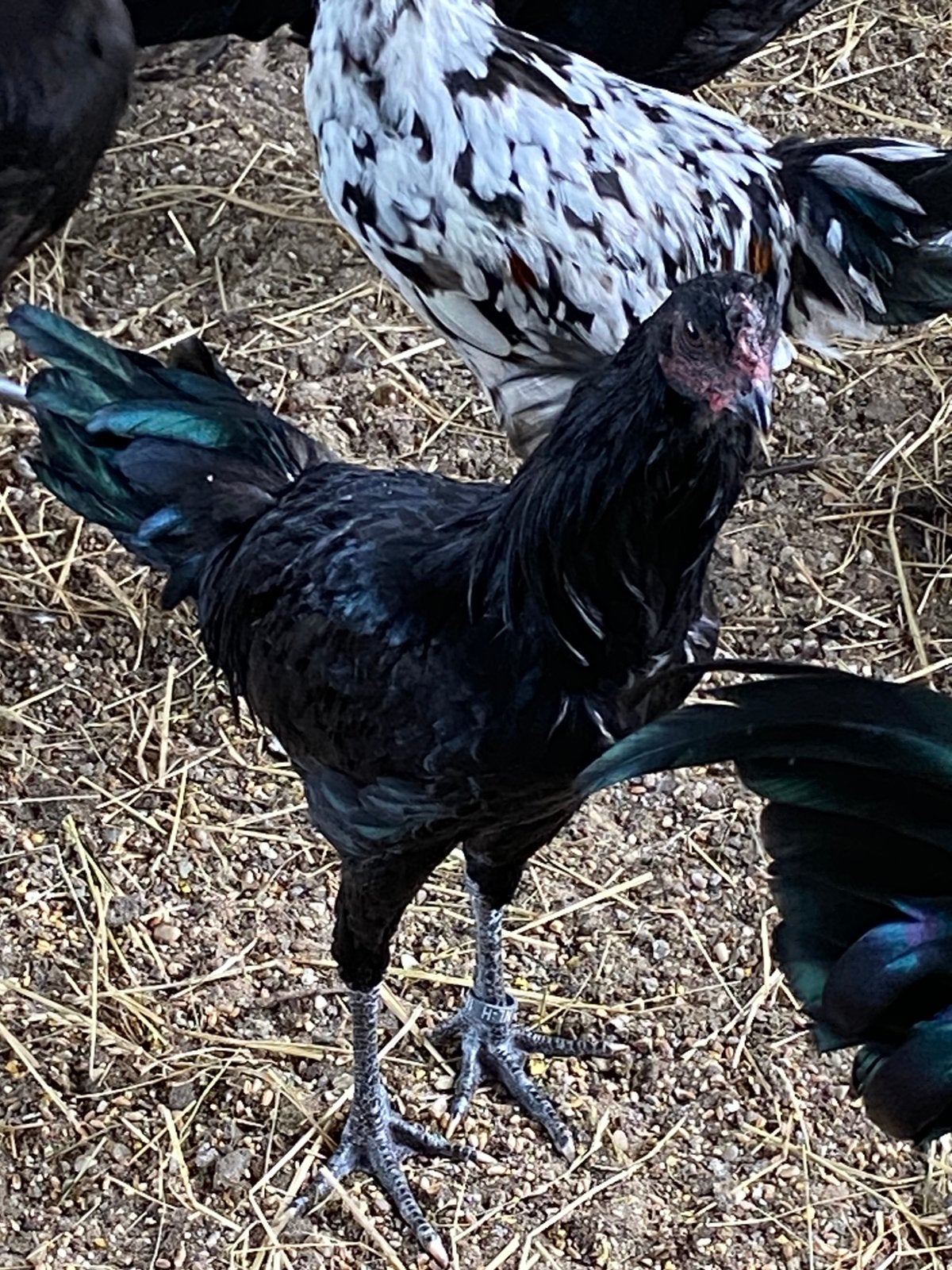 Sumatra, Hen + haan, Dieren en Toebehoren, Meerdere dieren, Kip