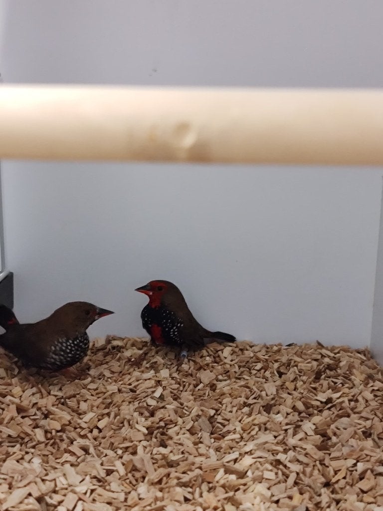 Geschilderde astrilde | Man | 2025 | Mooi op kleur, Dieren en Toebehoren, Vogels | Overige Vogels, Meerdere dieren, Tropenvogel
